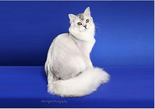 TICA 公开的 79 个品种猫，你认识几个？