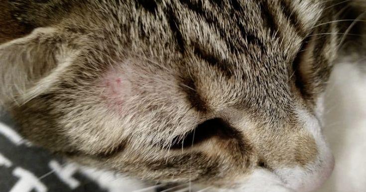 某些猫干粮对猫的毛发都“做了些什么”？