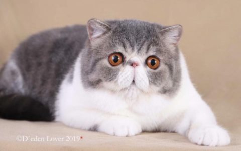 2019 - 2020 赛季 CFA 获奖猫只排名