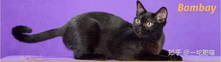 如何做猫舍│猫品种的选择