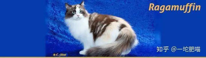 如何做猫舍│猫品种的选择