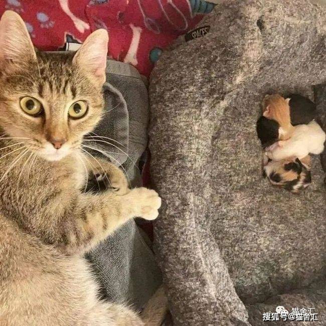 猫剖腹产的详细介绍，你不可不知