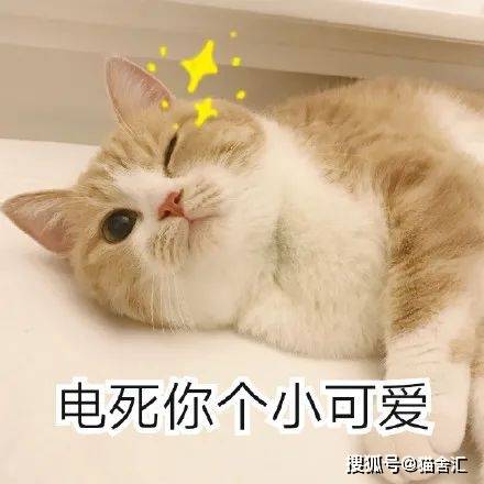猫咪的登高行为解读