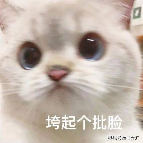 猫舍必看疾病科普│猫咪便血