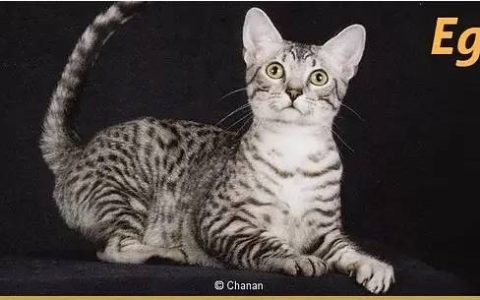 作为繁育人应有的原则