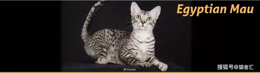 作为繁育人应有的原则