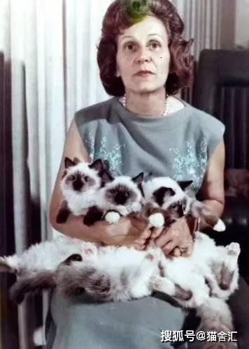 如何做猫舍│深入了解一个品种猫，该从哪些方面入手？