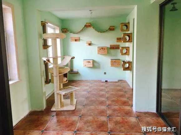 如何做猫舍│猫舍的卫生管理