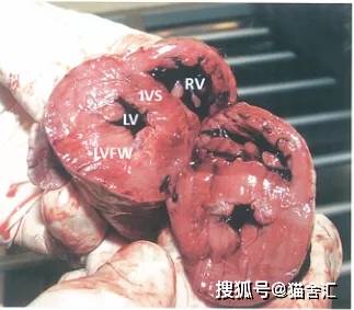 猫舍必看疾病科普│猫常见的遗传病（一）