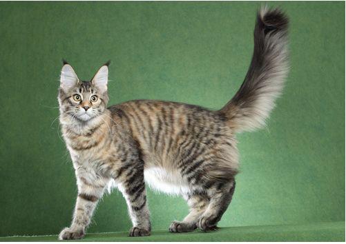 TICA 公开的 79 个品种猫，你认识几个？