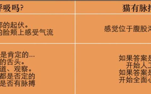 危急时刻，第一时间抢救猫咪的方法