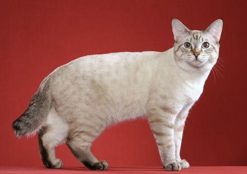 TICA 公开的 79 个品种猫，你认识几个？