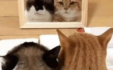 猫舍必看疾病科普│猫黄疸详解和预防