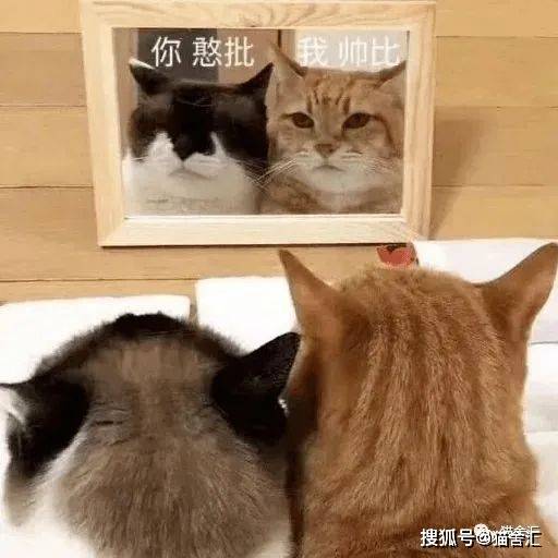 猫舍必看疾病科普│猫黄疸详解和预防