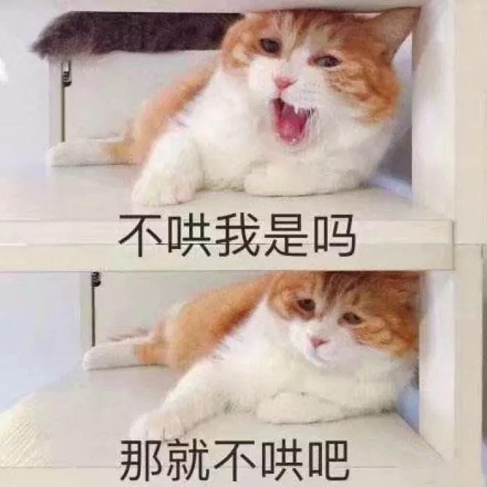 猫咪攻击行为最常见的一个原因（重定向攻击）