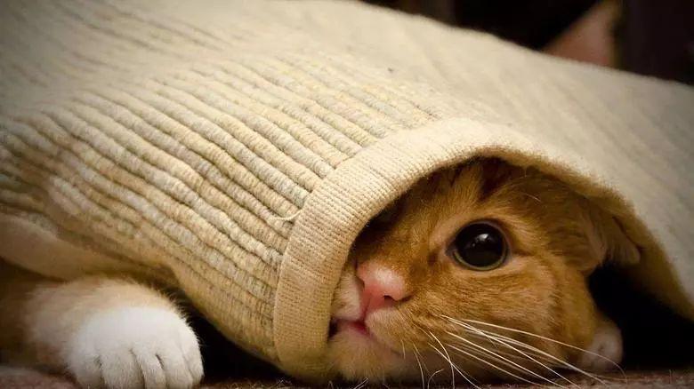 两只猫打架，你该怎么办？