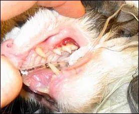 每个猫奴都要知道的：猫的三大牙科疾病