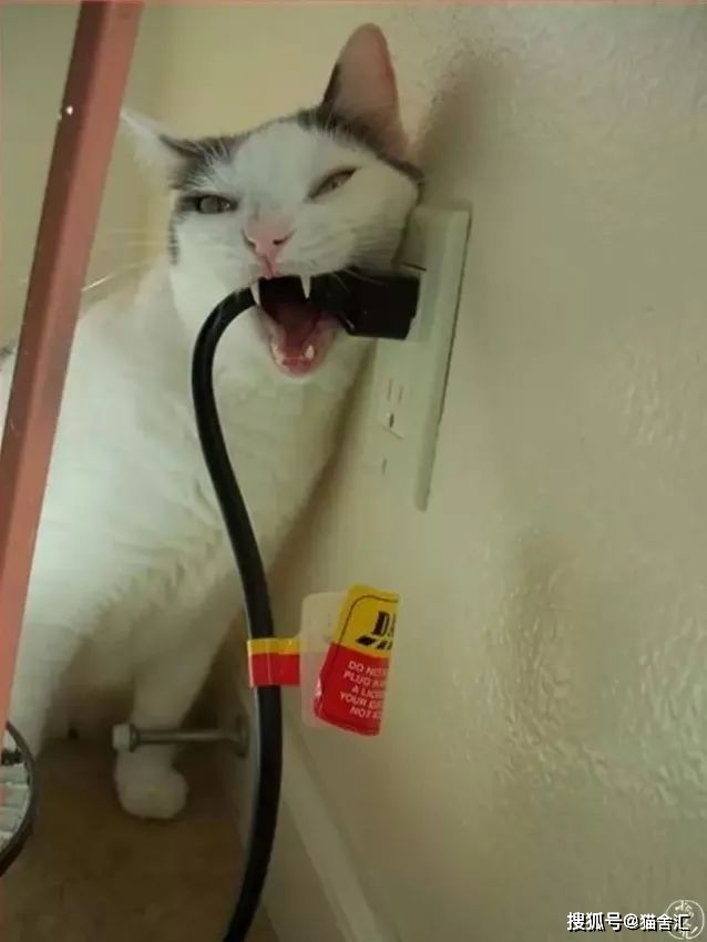 烫伤、高坠、触电···猫咪应急抢救指南