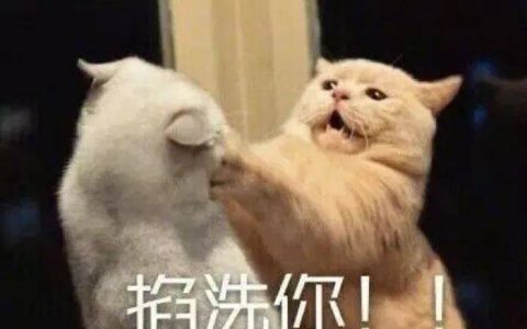 猫舍必看疾病科普│猫艾滋：需要重视但没那么可怕…