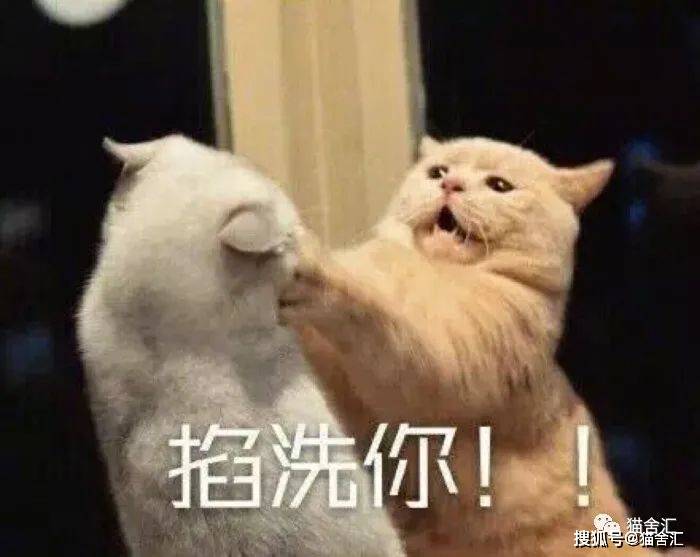 猫舍必看疾病科普│猫艾滋:需要重视但没那么可怕...