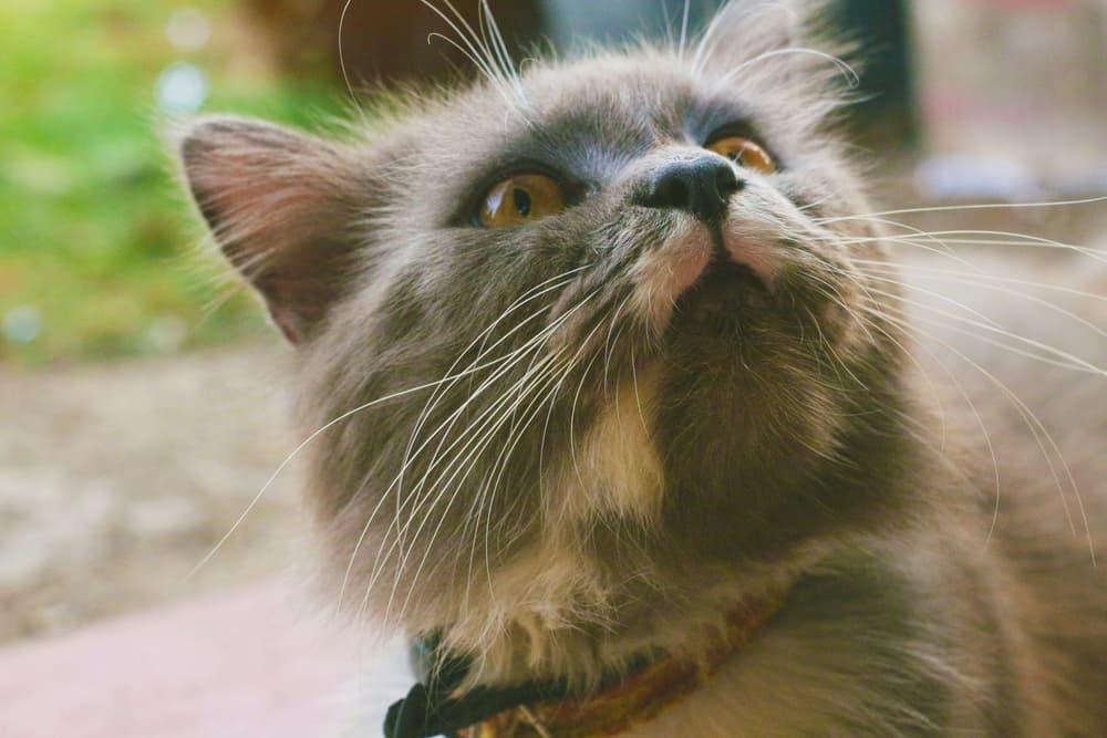 猫咪咳嗽常见的 11 个原因