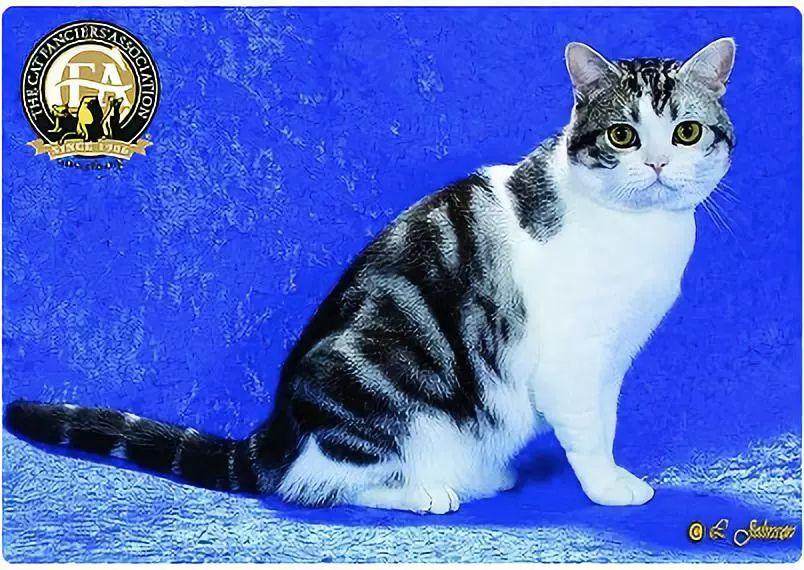 CFA 认证的这 46 个品种猫，你认识几种？（含 3 个考察期品种）