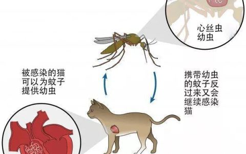 猫心丝虫的诊断、治疗以及预防