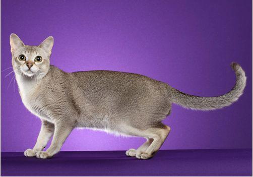 TICA 公开的 79 个品种猫，你认识几个？