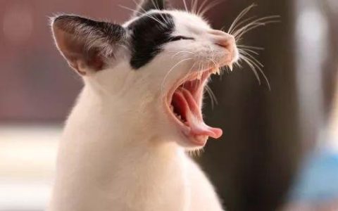 猫会像人一样患上哮喘吗？