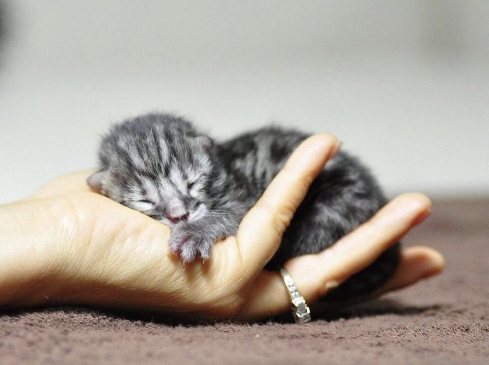 蓝眼幼猫，何时改变？