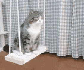 如何做猫舍│纠正猫咪不良行为的方法