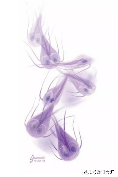 猫舍必看疾病科普│猫咪的终身敌人——胎三毛滴虫