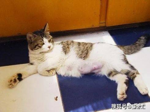 猫剖腹产的详细介绍，你不可不知