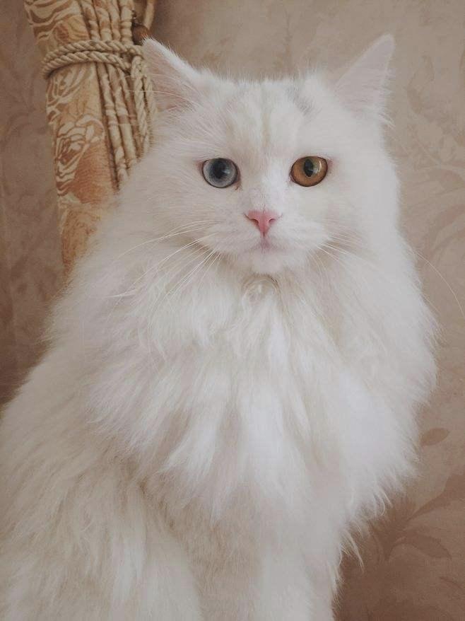 蓝眼幼猫，何时改变？