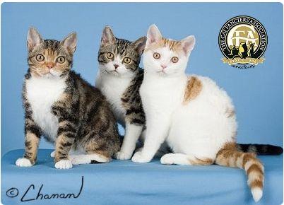 CFA 认证的这 46 个品种猫，你认识几种？（含 3 个考察期品种）