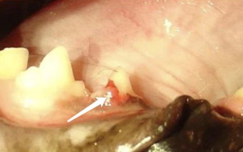 猫的牙齿破坏性吸收损伤（牙吸收）- FORLs