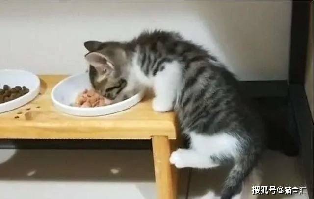 如何做猫舍│小猫的饮食管理