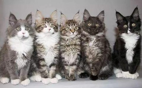 轻指南：如何开始做一家猫舍？