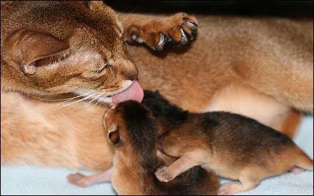 母猫的两种自然分娩方式全图解