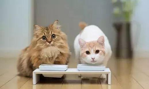 猫咪攻击行为最常见的一个原因（重定向攻击）