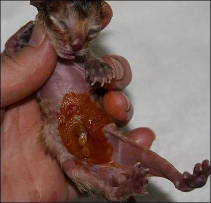 硬核技能：如何正确给猫接生？