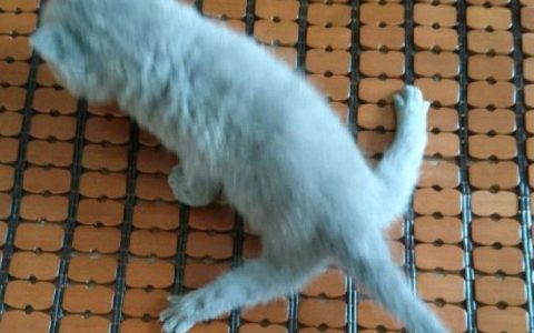 拒绝安乐死：小猫腿部先天畸形的治疗方法（每个繁育人都要看看）