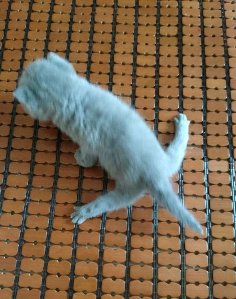 拒绝安乐死：小猫腿部先天畸形的治疗方法（每个繁育人都要看看）