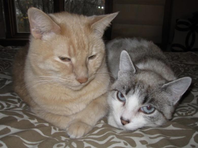 我是如何驯服一只野猫的？