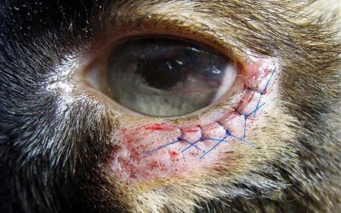 猫咪眼睑内翻小科普