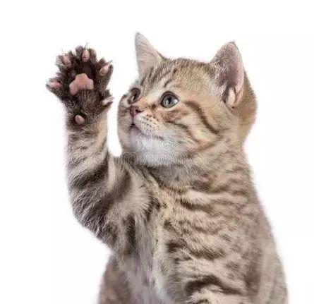 为什么同一屋檐下的两只猫，有的和睦相处，有的互相伤害？