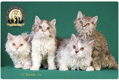 CFA 认证的这 46 个品种猫，你认识几种？（含 3 个考察期品种）