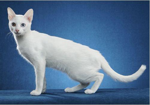 TICA 公开的 79 个品种猫，你认识几个？