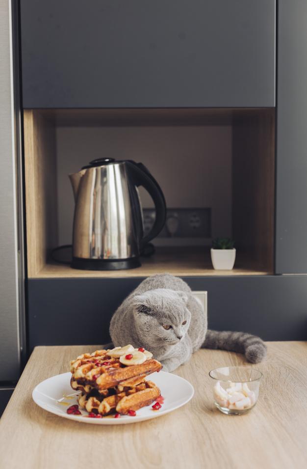 如何帮助你一只猫增重？