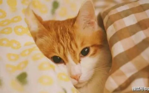 如何做猫舍│猫低温/失温急救以及电热毯的正确使用方法